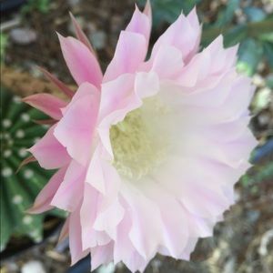 Meet your Posher, VinoCat